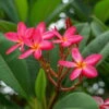 Frangipani, Rosarot, Topf-Ø 14/15 Cm -LECHUZA || Elho Verkaufsgeschäft 0210104346 0210104350 0210104666 Plumeria Rubra Rare