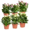 Kalanchoe 'Calandiva'®, Weiß&violett, Topf-Ø 12 Cm, Höhe Ca. 20-30 Cm, 6er-Set 2 Kalanchoe 'Calandiva'®, Weiß&violett, Topf-Ø 12 Cm, Höhe Ca. 20-30 Cm, 6er-Set -LECHUZA || Elho Verkaufsgeschäft 0210350368 Kalanchoe weiss violett 6er Set 3xweiss 3xviolett