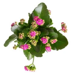 Kalanchoe 'Calandiva'®, Weiß&violett, Topf-Ø 12 Cm, Höhe Ca. 20-30 Cm, 6er-Set -LECHUZA || Elho Verkaufsgeschäft 0210350382 Kalanchoe violett 6er Set 6xviolett 1 1