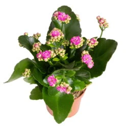 Kalanchoe 'Calandiva'®, Weiß&violett, Topf-Ø 12 Cm, Höhe Ca. 20-30 Cm, 6er-Set -LECHUZA || Elho Verkaufsgeschäft 0210350382 Kalanchoe violett 6er Set 6xviolett 3 1