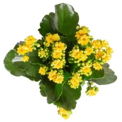 New Arrival -LECHUZA || Elho Verkaufsgeschäft 0210350384 Kalanchoe gelb 6er Set 6xgelb 3