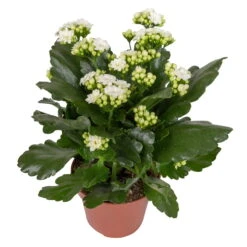 Kalanchoe 'Calandiva'®, Weiß&violett, Topf-Ø 12 Cm, Höhe Ca. 20-30 Cm, 6er-Set -LECHUZA || Elho Verkaufsgeschäft 0210350388 Kalanchoe weiss 6er Set 6xweiss 2
