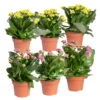Kalanchoe 'Calandiva'®, Gelb&violett, Topf-Ø 12 Cm, Höhe Ca. 20-30 Cm, 6er-Set -LECHUZA || Elho Verkaufsgeschäft 0210350391 Kalanchoe gelb violett 6er Set 3xgelb 3xviolett