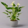 Flamingoblume 'White Champion', Weiß, Topf-Ø 12 Cm, Höhe Ca. 35 Cm -LECHUZA || Elho Verkaufsgeschäft 0210650113 Anthurium andr White Champion 12 cm 1 114718
