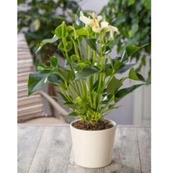 Flamingoblume 'White Champion', Weiß, Topf-Ø 12 Cm, Höhe Ca. 35 Cm 12 Flamingoblume 'White Champion', Weiß, Topf-Ø 12 Cm, Höhe Ca. 35 Cm -LECHUZA || Elho Verkaufsgeschäft 0210650113 Anthurium andr White Champion