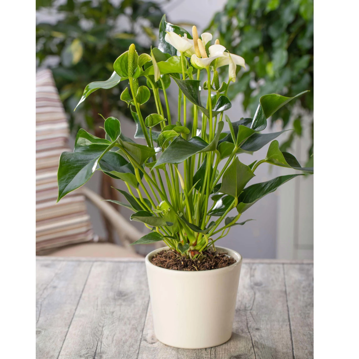 Flamingoblume 'White Champion', Weiß, Topf-Ø 12 Cm, Höhe Ca. 35 Cm 6 Flamingoblume 'White Champion', Weiß, Topf-Ø 12 Cm, Höhe Ca. 35 Cm – Bild 4