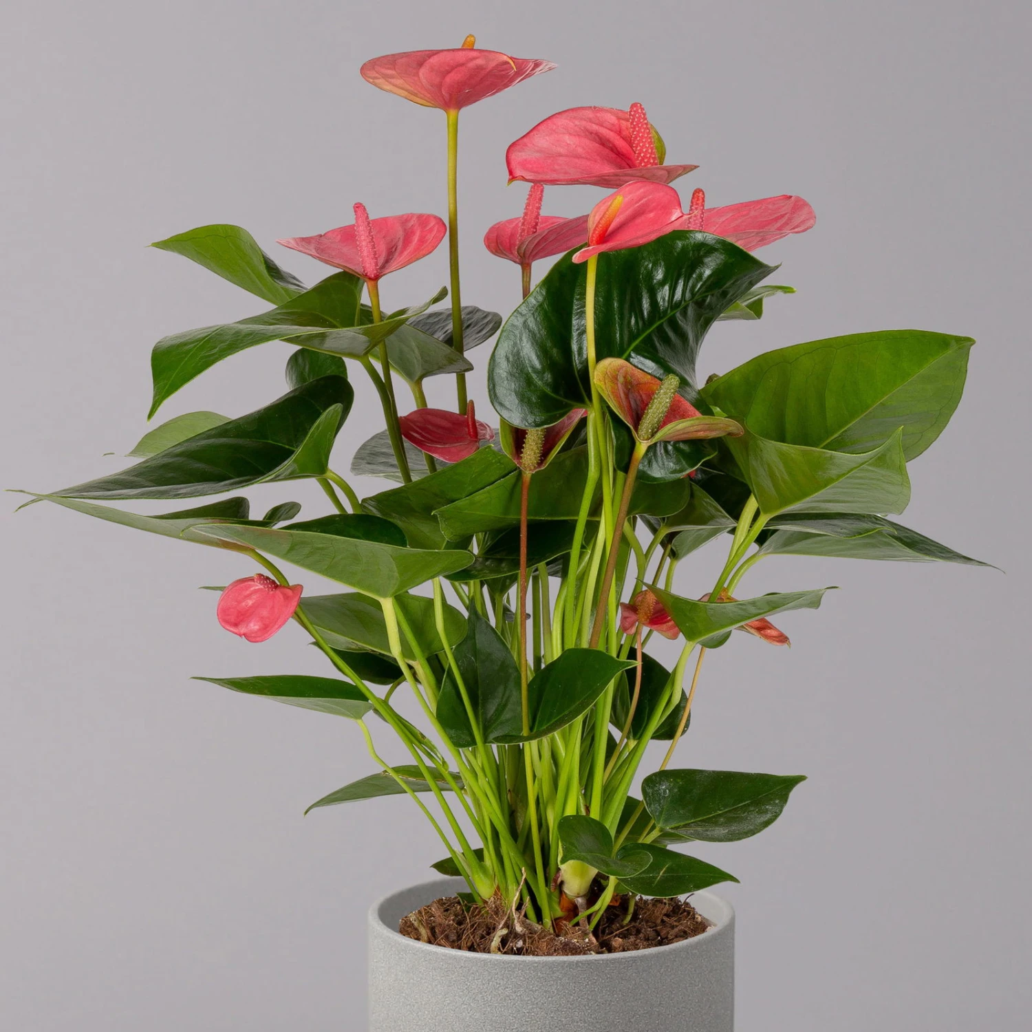 Flamingoblume, 'Pink Champion', Pink, Topf-Ø 14 Cm, Höhe Ca. 50 Cm 4 Flamingoblume, 'Pink Champion', Pink, Topf-Ø 14 Cm, Höhe Ca. 50 Cm – Bild 2
