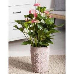 Flamingoblume 'Pink Champion', Pink, Topf-Ø 12 Cm, Höhe Ca. 35 Cm, 12 Flamingoblume 'Pink Champion', Pink, Topf-Ø 12 Cm, Höhe Ca. 35 Cm, -LECHUZA || Elho Verkaufsgeschäft 0210650281 Anthurium Andreanum Pink Champion