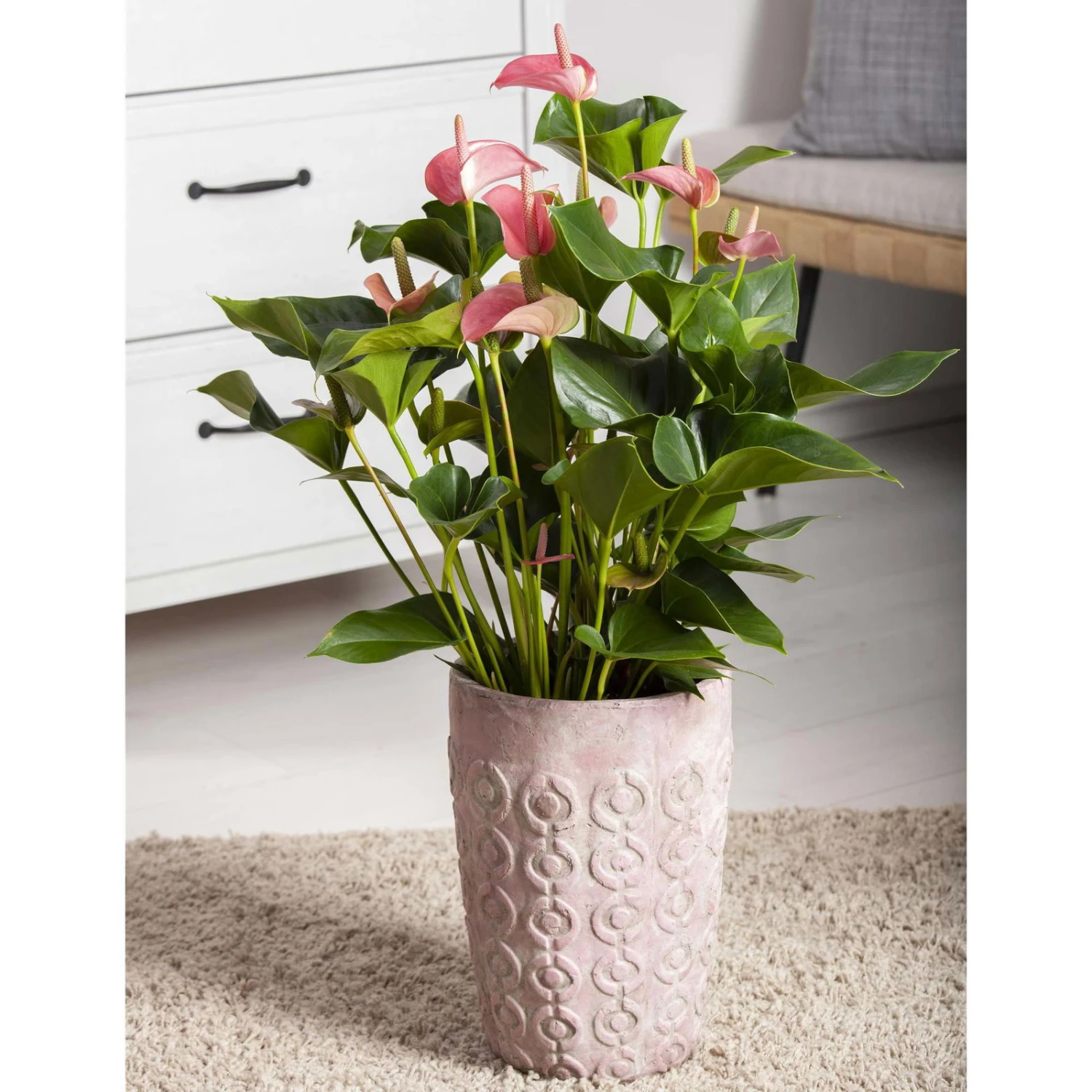 Flamingoblume 'Pink Champion', Pink, Topf-Ø 12 Cm, Höhe Ca. 35 Cm, 6 Flamingoblume 'Pink Champion', Pink, Topf-Ø 12 Cm, Höhe Ca. 35 Cm, – Bild 4