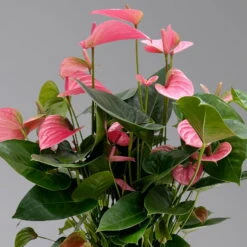 New Arrival -LECHUZA || Elho Verkaufsgeschäft 0210650450 Anthurium andrPink Champion T21 H65 4 126765