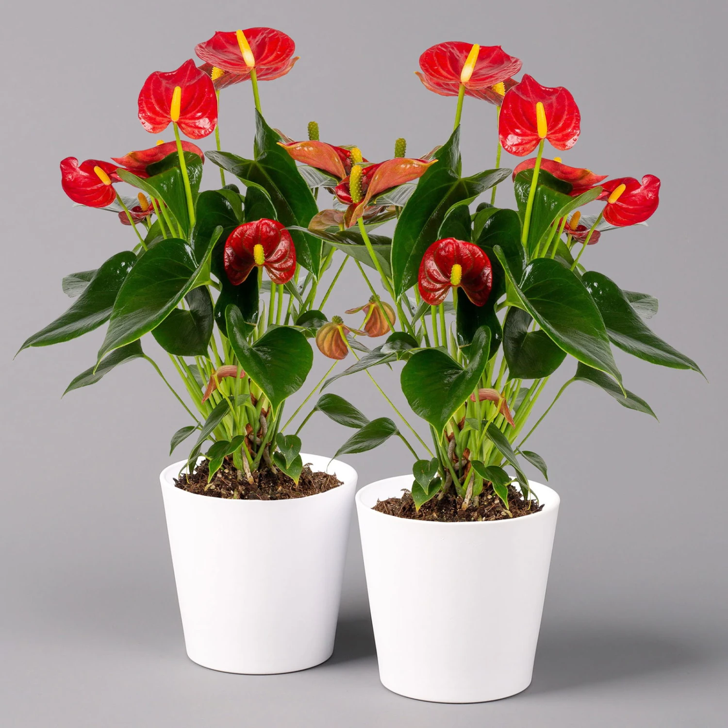 Flamingoblumen Mix Inkl. Übertopf Dallas Weiß, Topf-Ø 12 Cm, 2er-Set 3 Flamingoblumen Mix Inkl. Übertopf Dallas Weiß, Topf-Ø 12 Cm, 2er-Set