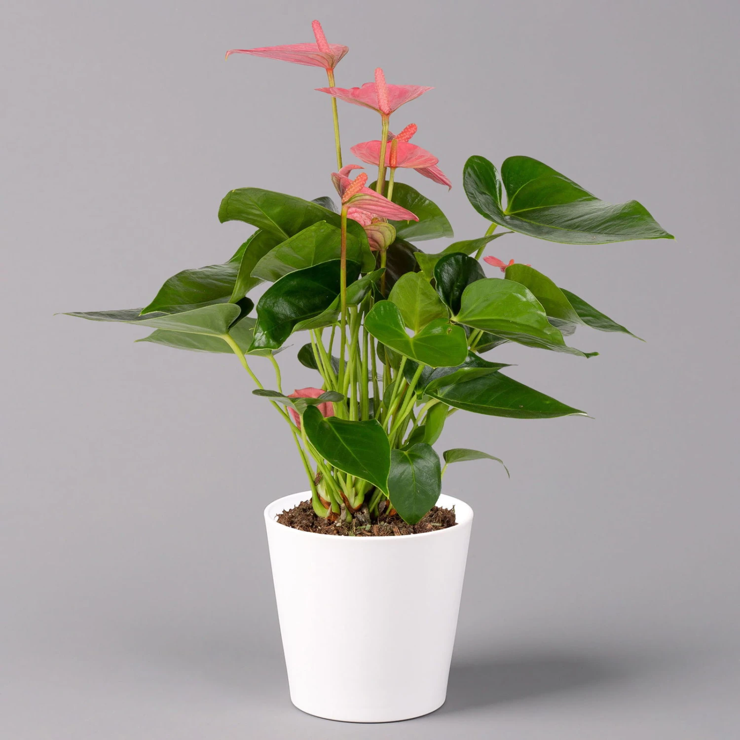 Flamingoblumen Mix Inkl. Übertopf Dallas Weiß, 2er-Set, Topf-Ø 12 Cm, Höhe 30 Cm 9 Flamingoblumen Mix Inkl. Übertopf Dallas Weiß, 2er-Set, Topf-Ø 12 Cm, Höhe 30 Cm – Bild 7