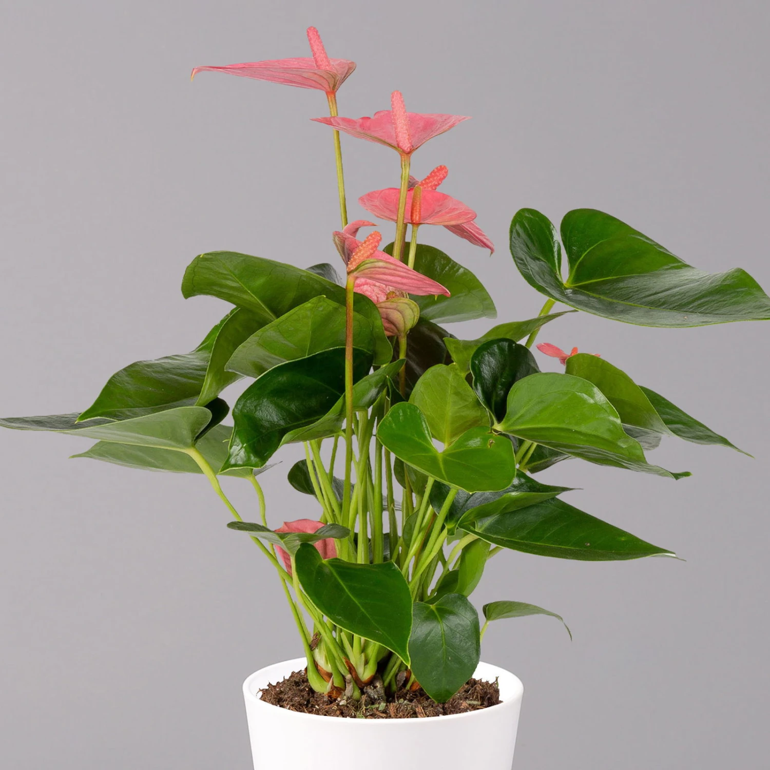 Flamingoblumen Mix Inkl. Übertopf Dallas Weiß, 2er-Set, Topf-Ø 12 Cm, Höhe 30 Cm 10 Flamingoblumen Mix Inkl. Übertopf Dallas Weiß, 2er-Set, Topf-Ø 12 Cm, Höhe 30 Cm – Bild 8