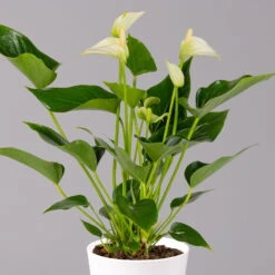 Flamingoblume Weiß, Inkl. Übertopf Dallas Weiß, Topf-Ø 12 Cm, Höhe Ca. 30 Cm -LECHUZA || Elho Verkaufsgeschäft 0210650545 Anthurium weiss inkl Dallas weiss 2 114762