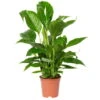 Einblatt 'Vivaldi', Weiß, Topf-Ø 17 Cm, Höhe Ca. 60-80 Cm -LECHUZA || Elho Verkaufsgeschäft 0210660022 Spathiphyllum Vivaldi 17cm T H80cm 3 4Blueten