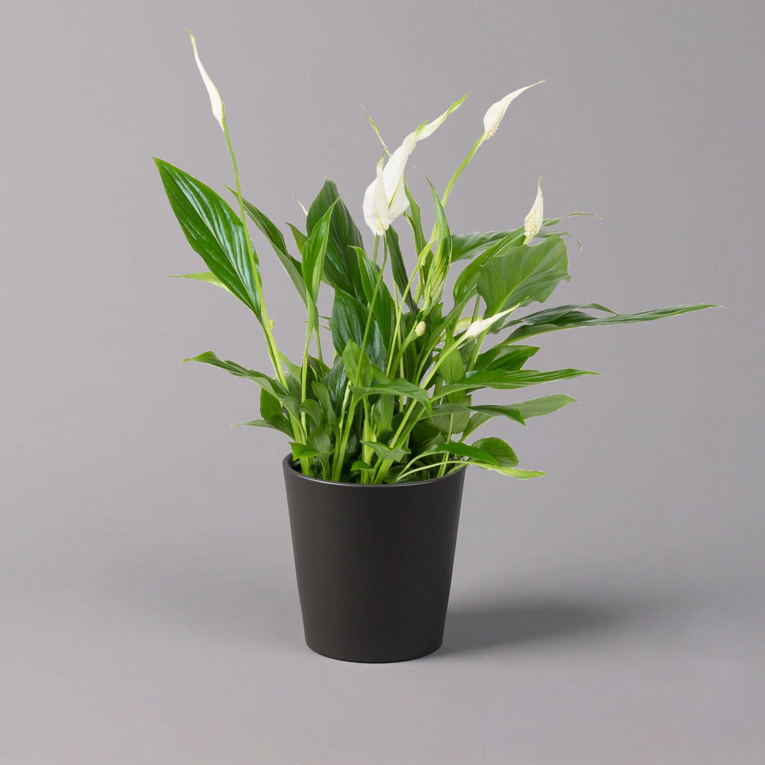 Einblatt 'Bellini', Topf-Ø 13 Cm, Mit Topf Anthrazit, Höhe Ca. 30 Cm, 2er-Set 4 Einblatt 'Bellini', Topf-Ø 13 Cm, Mit Topf Anthrazit, Höhe Ca. 30 Cm, 2er-Set – Bild 2