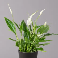 Einblatt 'Bellini', Topf-Ø 13 Cm, Mit Topf Anthrazit, Höhe Ca. 30 Cm, 2er-Set 11 Einblatt 'Bellini', Topf-Ø 13 Cm, Mit Topf Anthrazit, Höhe Ca. 30 Cm, 2er-Set -LECHUZA || Elho Verkaufsgeschäft 0210660076 Spath wall Bellini UeT Dallas anthrazit 2