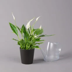 Einblatt 'Bellini', Topf-Ø 13 Cm, Mit Topf Anthrazit, Höhe Ca. 30 Cm, 2er-Set 12 Einblatt 'Bellini', Topf-Ø 13 Cm, Mit Topf Anthrazit, Höhe Ca. 30 Cm, 2er-Set -LECHUZA || Elho Verkaufsgeschäft 0210660076 Spath wall Bellini UeT Dallas anthrazit 3