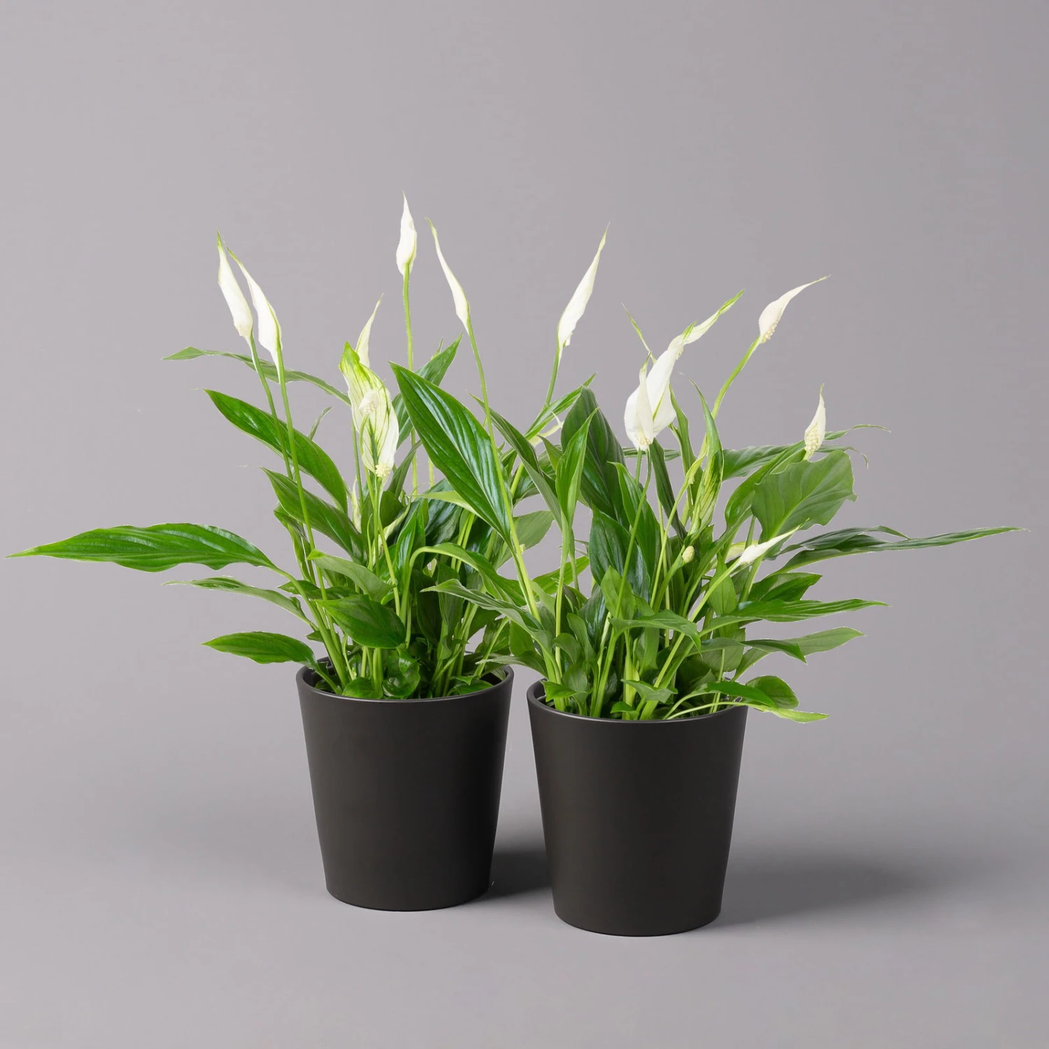 Einblatt 'Bellini', Topf-Ø 13 Cm, Mit Topf Anthrazit, Höhe Ca. 30 Cm, 2er-Set 3 Einblatt 'Bellini', Topf-Ø 13 Cm, Mit Topf Anthrazit, Höhe Ca. 30 Cm, 2er-Set