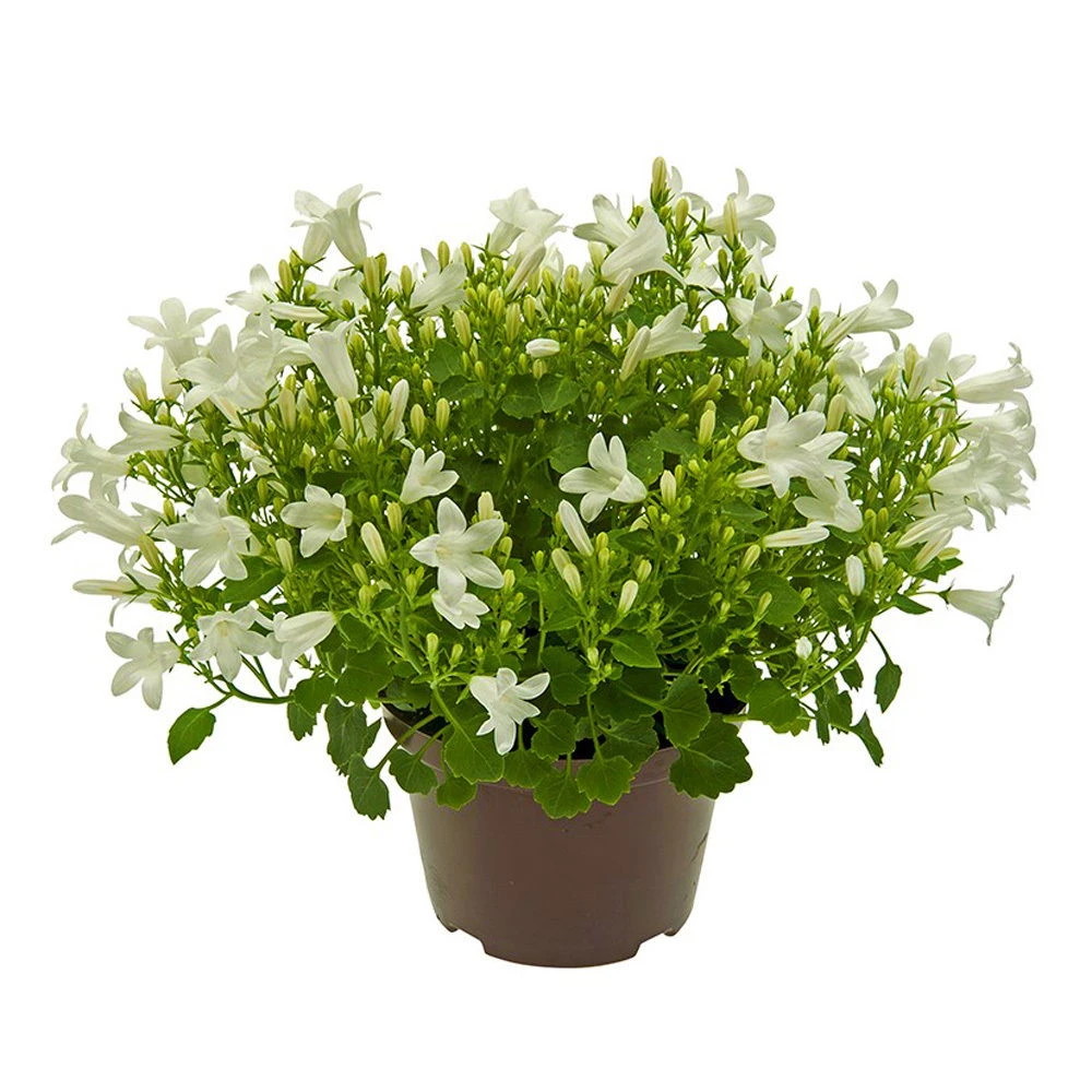 Glockenblume 'Get Mee'®, Weiß, Topf-Ø 10,5 Cm, Höhe Ca. 15 Cm, 6er-Set 3 Glockenblume 'Get Mee'®, Weiß, Topf-Ø 10,5 Cm, Höhe Ca. 15 Cm, 6er-Set