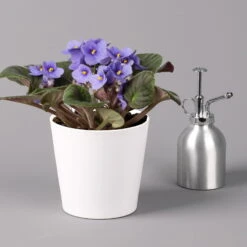 Usambaraveilchen In Keramiktopf Dallas Weiß, Hellblau, Topf-Ø 12 Cm, 3er-Set 9 Usambaraveilchen In Keramiktopf Dallas Weiß, Hellblau, Topf-Ø 12 Cm, 3er-Set -LECHUZA || Elho Verkaufsgeschäft 0210950108 Saintpaulia hellblau in Topf Dallas weiss H20cm T14cm 3erSet1 116528