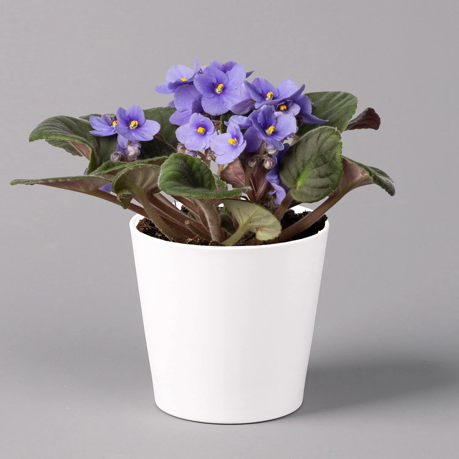 Usambaraveilchen In Keramiktopf Dallas Weiß, Hellblau, Topf-Ø 12 Cm, 3er-Set 4 Usambaraveilchen In Keramiktopf Dallas Weiß, Hellblau, Topf-Ø 12 Cm, 3er-Set – Bild 2