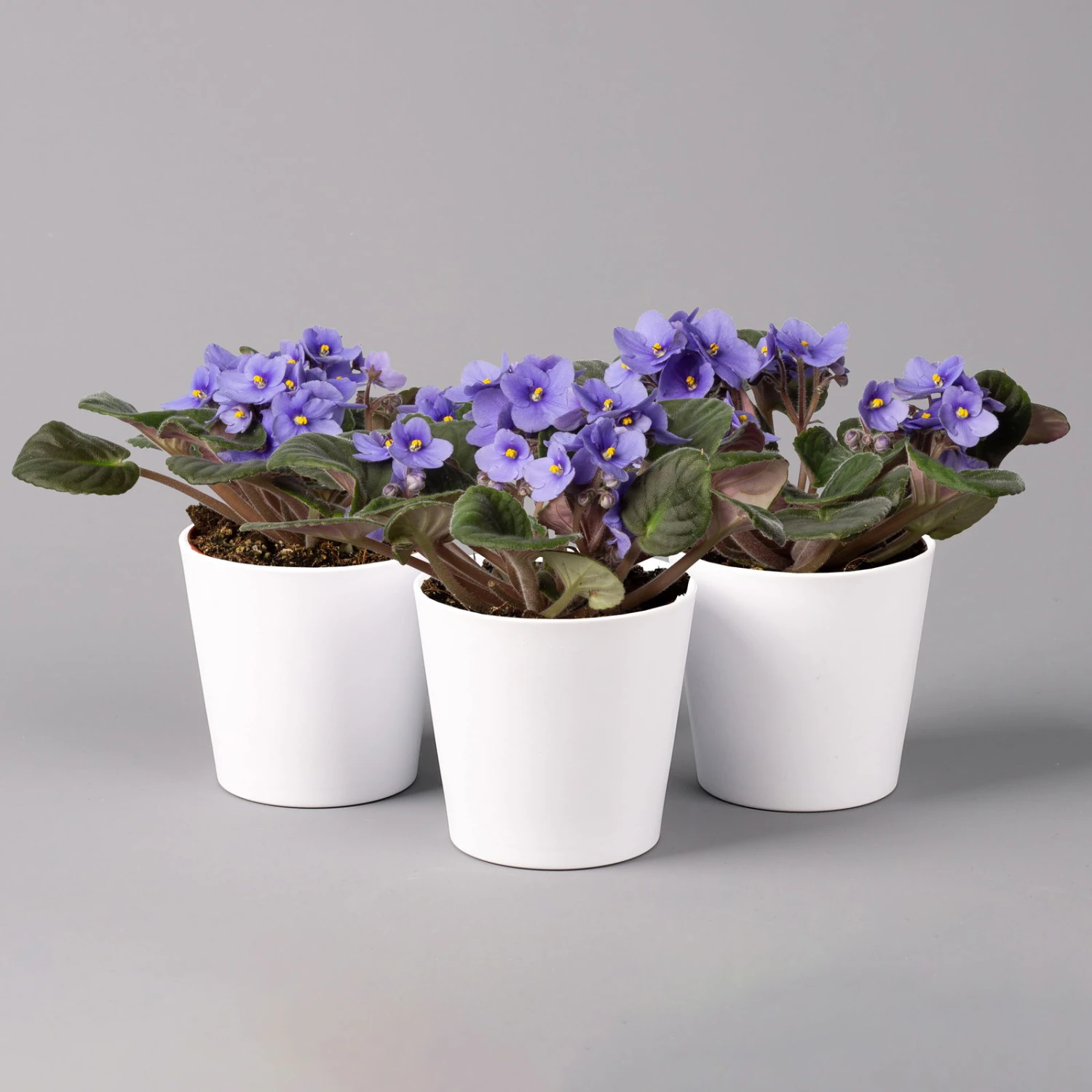 Usambaraveilchen In Keramiktopf Dallas Weiß, Hellblau, Topf-Ø 12 Cm, 3er-Set 3 Usambaraveilchen In Keramiktopf Dallas Weiß, Hellblau, Topf-Ø 12 Cm, 3er-Set