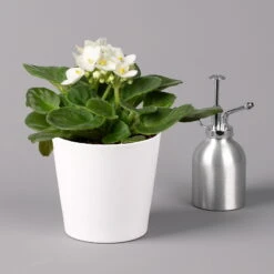 Usambaraveilchen In Keramiktopf Dallas Weiß, Weiß, Topf-Ø 12 Cm, 3er-Set 12 Usambaraveilchen In Keramiktopf Dallas Weiß, Weiß, Topf-Ø 12 Cm, 3er-Set -LECHUZA || Elho Verkaufsgeschäft 0210950109 Saintpaulia weiss in Topf Dallas weiss H20cm T14cm 3erSet1 116531