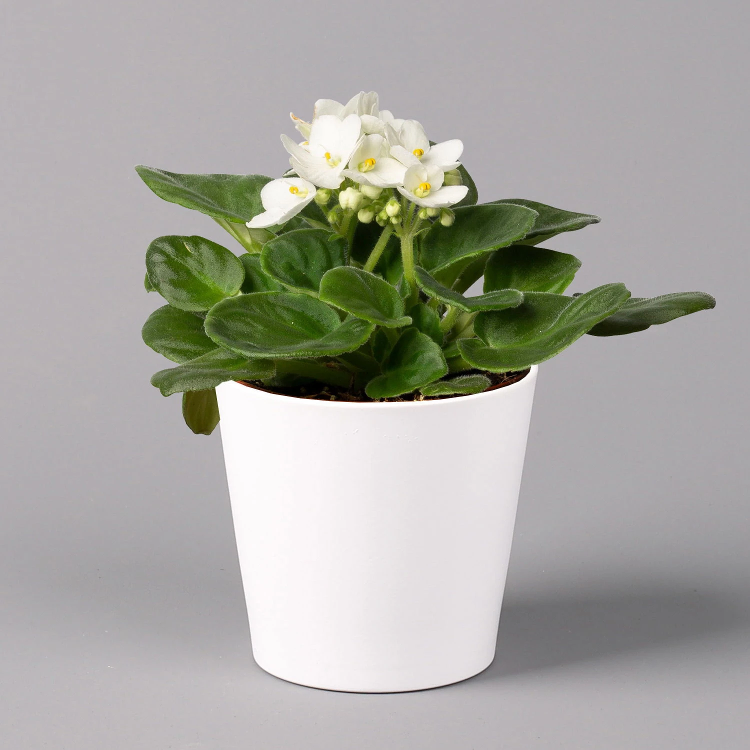 Usambaraveilchen In Keramiktopf Dallas Weiß, Weiß, Topf-Ø 12 Cm, 3er-Set 4 Usambaraveilchen In Keramiktopf Dallas Weiß, Weiß, Topf-Ø 12 Cm, 3er-Set – Bild 2