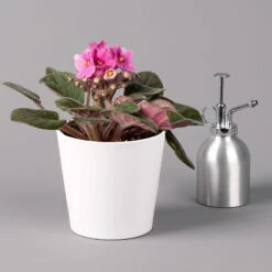 Usambaraveilchen In Keramiktopf Dallas Weiß, Pink, Topf-Ø 12 Cm, 3er-Set -LECHUZA || Elho Verkaufsgeschäft 0210950110 Saintpaulia pink in Topf Dallas weiss H20cm T14cm 3erSet1 116534