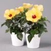 Hibiskus, Gelb, Mit Keramiktopf Dallas Weiß, Topf-Ø 13 Cm, 2er-Set -LECHUZA || Elho Verkaufsgeschäft 0213100206 Hibiscus gelb mit Topf Dallas weiss 2er Set