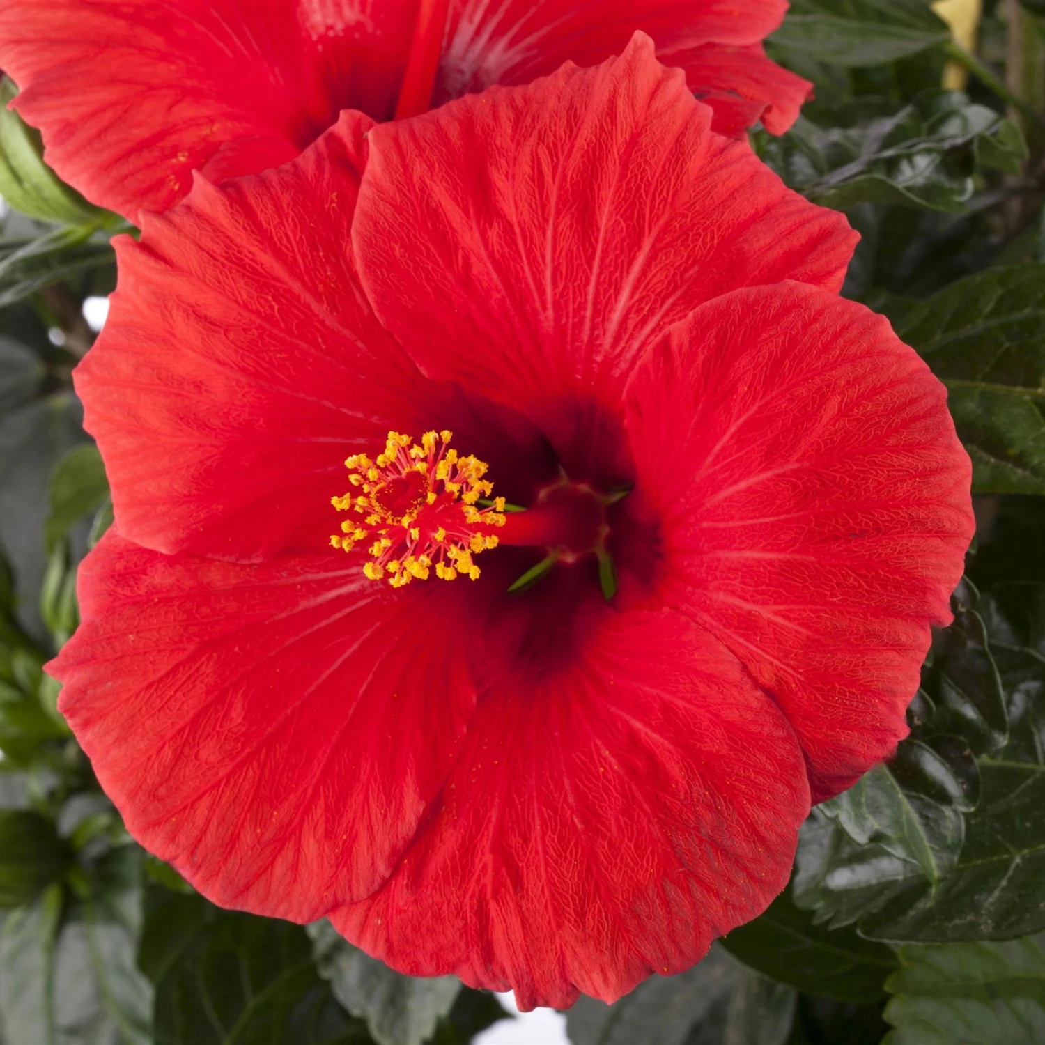 Hibiskus, Rot, In Keramiktopf Dallas Anthrazit, Topf-Ø 13 Cm, 2er-Set 7 Hibiskus, Rot, In Keramiktopf Dallas Anthrazit, Topf-Ø 13 Cm, 2er-Set – Bild 5