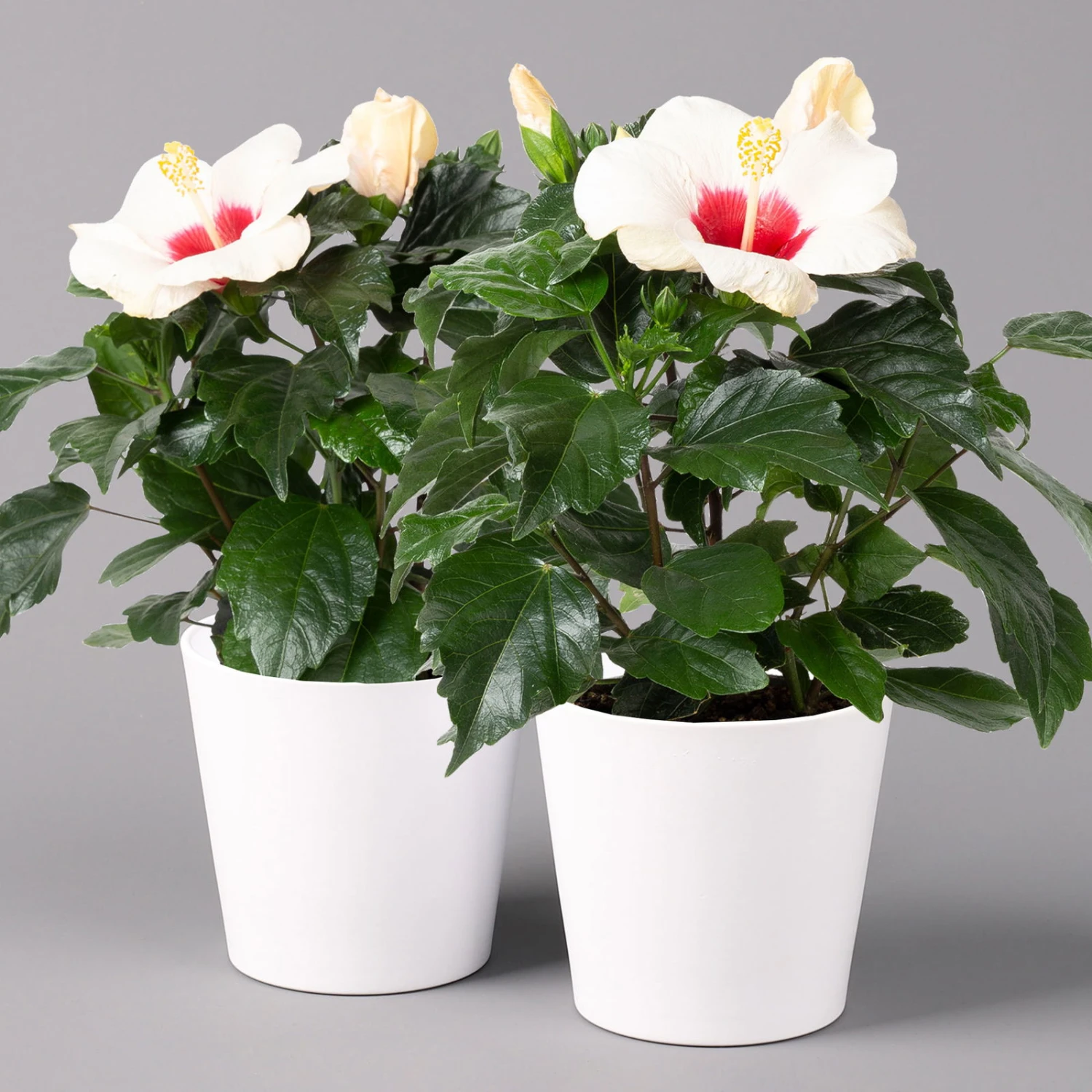Hibiskus, Weiß, Mit Keramiktopf Dallas Weiß, Topf-Ø 13 Cm, 2er-Set 3 Hibiskus, Weiß, Mit Keramiktopf Dallas Weiß, Topf-Ø 13 Cm, 2er-Set