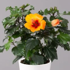 New Arrival -LECHUZA || Elho Verkaufsgeschäft 0213100227 Hibiscus Petit Orange mit Topf Dallas weiss 2