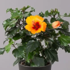Hibiskus, Graff® 'Petit Orange', Mit Keramiktopf Dallas Anthrazit, Topf-Ø 13 Cm -LECHUZA || Elho Verkaufsgeschäft 0213100228 Hibiscus Petit Orange mit Topf Dallas anthrazit 2
