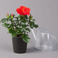 Hibiskus, Rot, In Keramiktopf Dallas Anthrazit, Topf-Ø 13 Cm, 2er-Set 14 Hibiskus, Rot, In Keramiktopf Dallas Anthrazit, Topf-Ø 13 Cm, 2er-Set -LECHUZA || Elho Verkaufsgeschäft 0213100230 Hibiscus rot Topf Dallas anthrazit 3