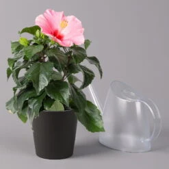 Hibiskus, Rosa, In Keramiktopf Dallas Anthrazit, Topf-Ø 13 Cm, 2er-Set 14 Hibiskus, Rosa, In Keramiktopf Dallas Anthrazit, Topf-Ø 13 Cm, 2er-Set -LECHUZA || Elho Verkaufsgeschäft 0213100232 Hibiscus rosa mit Topf Dallas anthrazit 3