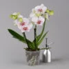 Phalaenopsis 'Spirit' Weiß Gesprenkelt, 2 Rispen, Topf-Ø 12 Cm, Höhe Ca. 50 Cm