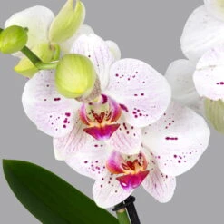 New Arrival -LECHUZA || Elho Verkaufsgeschäft 0215152574 phalaenopsis spirit white special 2 122724