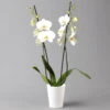 Schmetterlingsorchidee, Inkl. Keramiktopf, Weiß, Topf-Ø 12cm, Höhe Ca. 60 Cm -LECHUZA || Elho Verkaufsgeschäft 0215152690 phalaenopsis midi weiss 122708