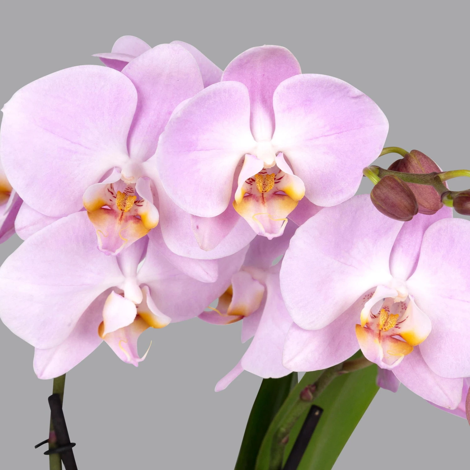 Schmetterlingsorchidee 'Spirit', Inkl. Keramiktopf, Pink, Topf-Ø 12 Cm 4 Schmetterlingsorchidee 'Spirit', Inkl. Keramiktopf, Pink, Topf-Ø 12 Cm – Bild 2