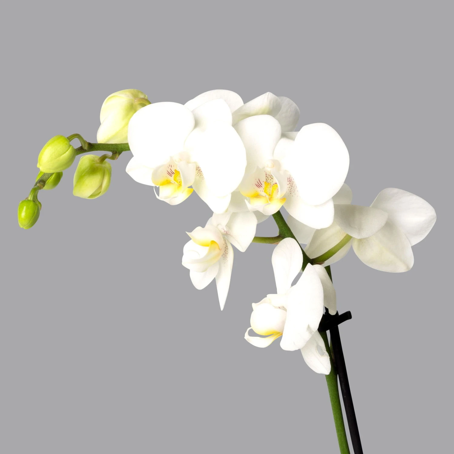 Schmetterlingsorchidee, Inkl. Keramiktopf, Weiß, Topf-Ø 12 Cm, Höhe Ca. 50 Cm 4 Schmetterlingsorchidee, Inkl. Keramiktopf, Weiß, Topf-Ø 12 Cm, Höhe Ca. 50 Cm – Bild 2