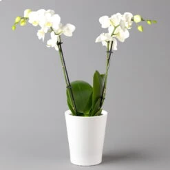 Schmetterlingsorchidee, Inkl. Keramiktopf, Weiß, Topf-Ø 12 Cm, Höhe Ca. 50 Cm