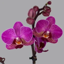 New Arrival -LECHUZA || Elho Verkaufsgeschäft 0215170800 phalaenopsis multi lila 2 122701