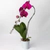 Schmetterlingsorchidee 'Swan', Lila, Topf-Ø 12 Cm, Höhe Ca. 65 Cm -LECHUZA || Elho Verkaufsgeschäft 0215250504 Phalaenopsis Swan lila T12 1 117178