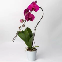 Schmetterlingsorchidee 'Swan', Lila, Topf-Ø 12 Cm, Höhe Ca. 65 Cm