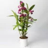 Dendrobium, Lila, Topf-Ø 12 Cm, Höhe Ca. 50-60 Cm -LECHUZA || Elho Verkaufsgeschäft 0215450249 Dendrobium nobile lila 1 117188