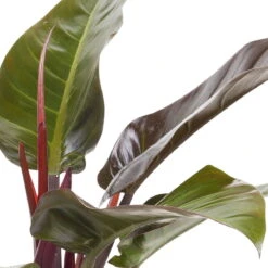 Philodendron 'Imperial Red', Topf-Ø 24 Cm, Höhe Ca. 70 Cm -LECHUZA || Elho Verkaufsgeschäft 0220102570 Philodendron eru Imperial Red 24cm T H ca80cm 1