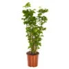 Polyscias 'Roble', Topf-Ø 24 Cm, Höhe Ca. 70 - 100 Cm 1 Polyscias 'Roble', Topf-Ø 24 Cm, Höhe Ca. 70 - 100 Cm -LECHUZA || Elho Verkaufsgeschäft 0220106585 Polyscias Roble 24cm T H100cm