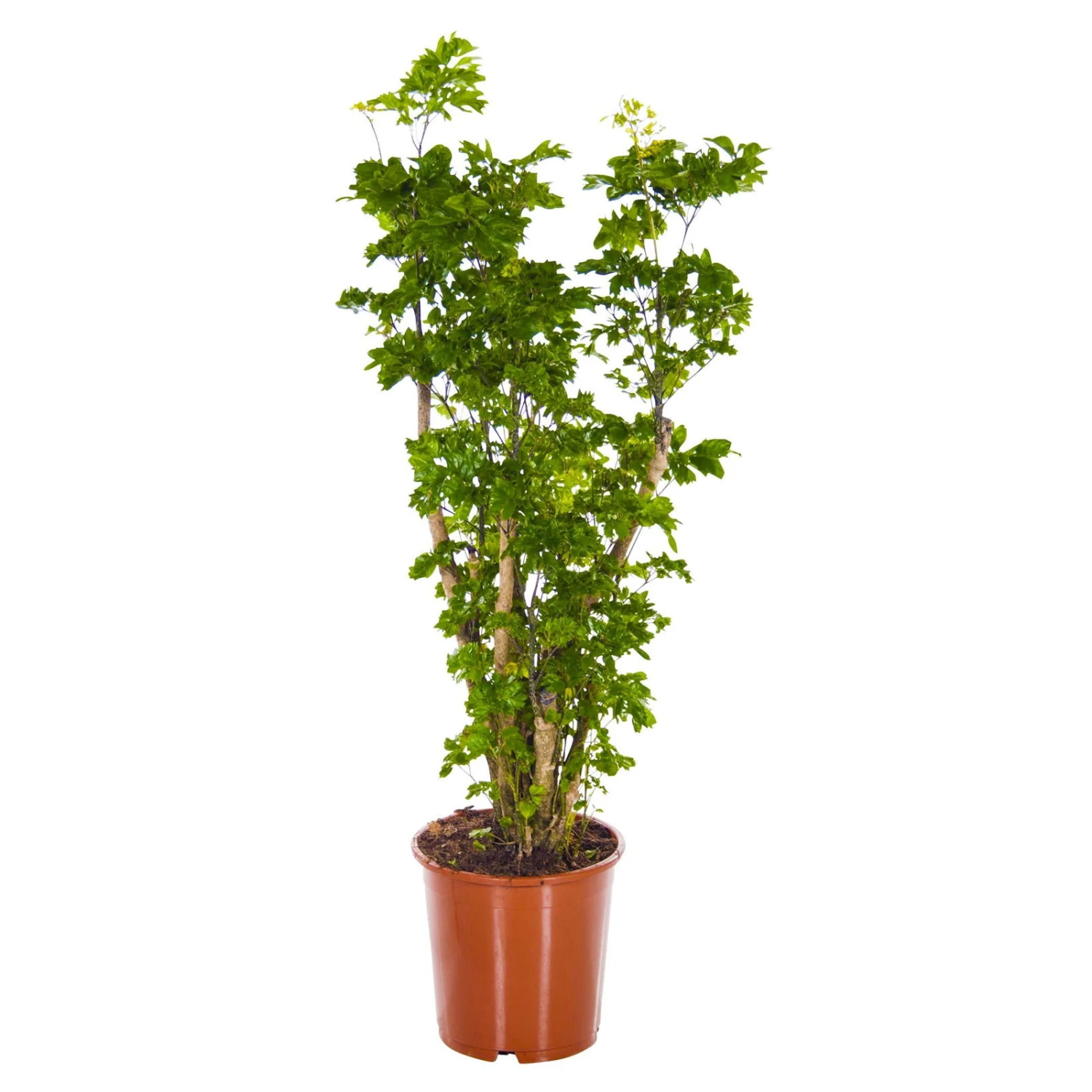 Polyscias 'Roble', Topf-Ø 24 Cm, Höhe Ca. 70 - 100 Cm 3 Polyscias 'Roble', Topf-Ø 24 Cm, Höhe Ca. 70 - 100 Cm